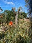 tree care (9).jpg